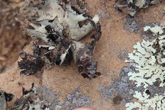 Xanthoparmelia hottentotta