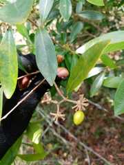 Daphnopsis americana