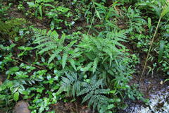 Polystichum pungens