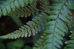 Polystichum pungens