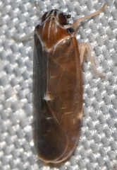 Synecdoche impunctata