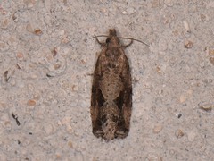 Endothenia nubilana