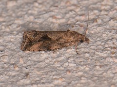 Endothenia nubilana