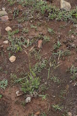 Aristida congesta barbicollis