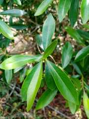 Daphnopsis americana