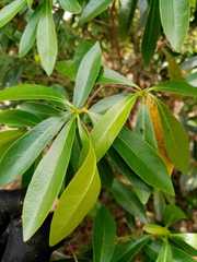 Daphnopsis americana