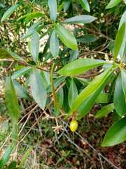 Daphnopsis americana
