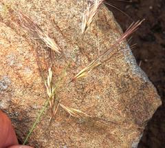 Aristida congesta barbicollis
