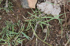 Aristida congesta barbicollis