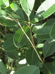 Bacillidae