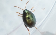 Apteropeda