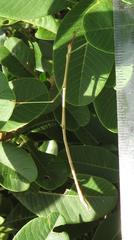 Bacillidae