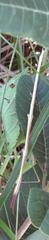 Bacillidae