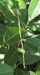 Bacillidae