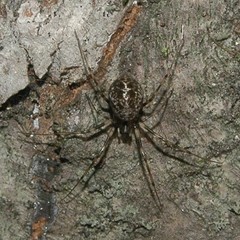 Drapetisca alteranda