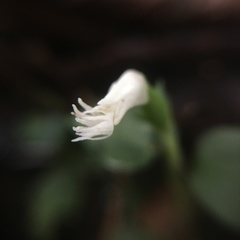 Cheirostylis octodactyla