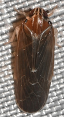 Synecdoche impunctata