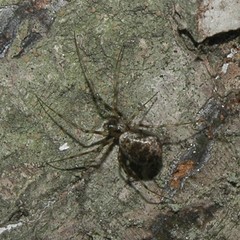 Drapetisca alteranda