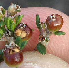 Phylica parviflora
