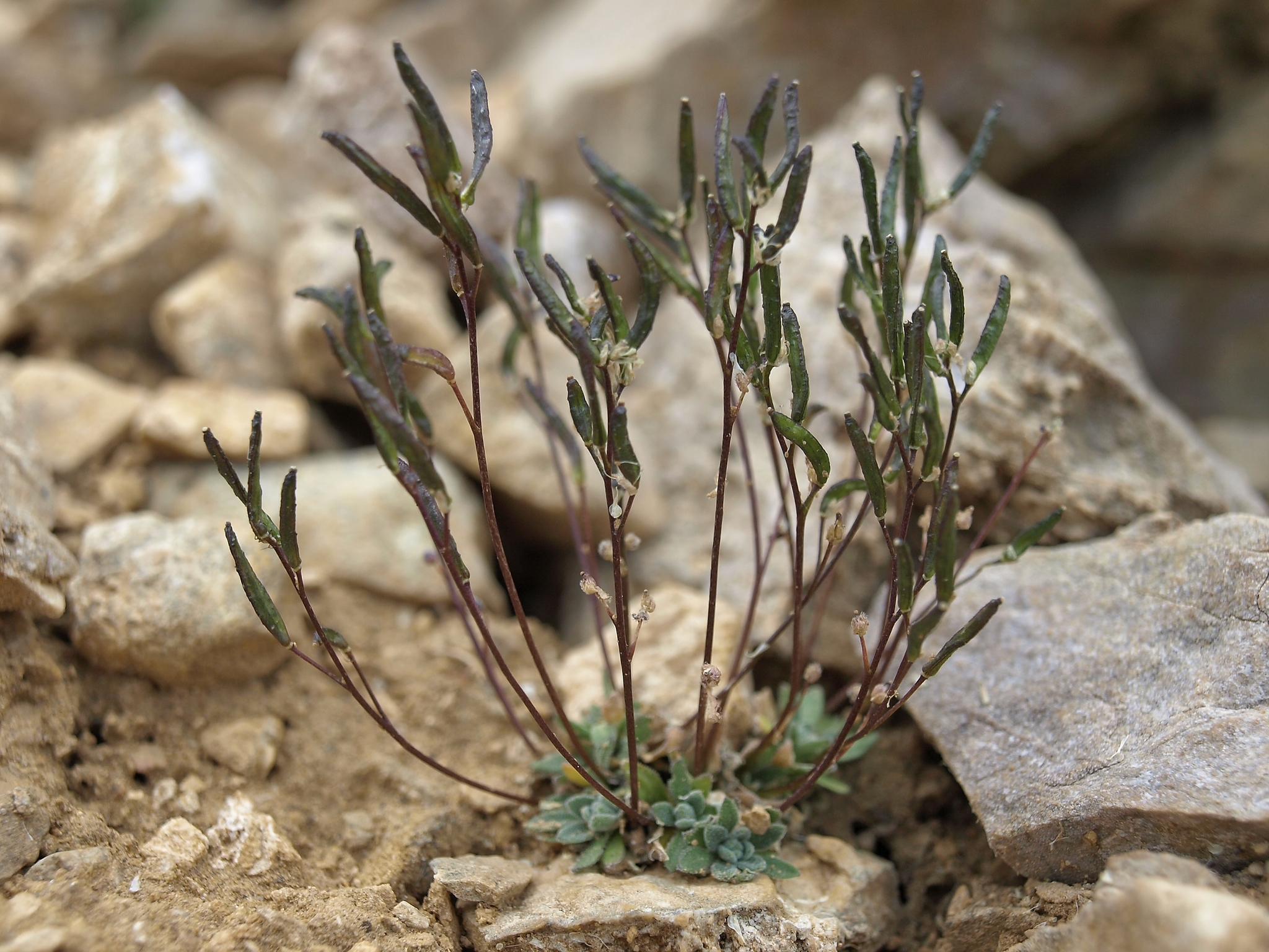 Draba lonchocarpa