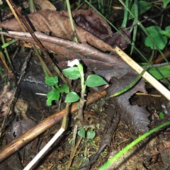 Cheirostylis octodactyla