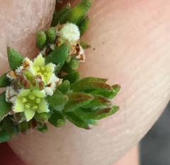 Phylica parviflora