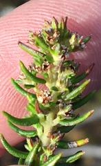 Phylica parviflora