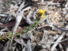 Marasmodes fasciculata