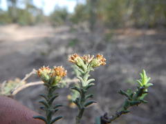 Marasmodes fasciculata