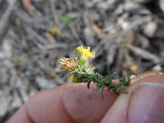 Marasmodes fasciculata