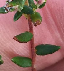 Phylica parviflora