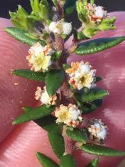 Phylica parviflora