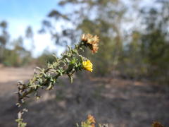 Marasmodes fasciculata