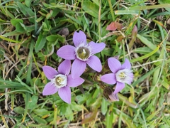 Gentianella aspera