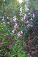 Dicerandra linearifolia