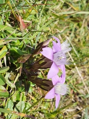 Gentianella aspera