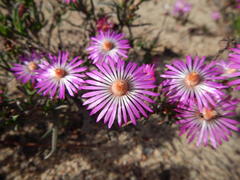 Lampranthus aduncus
