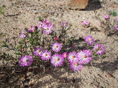 Lampranthus aduncus