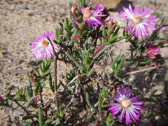Lampranthus aduncus