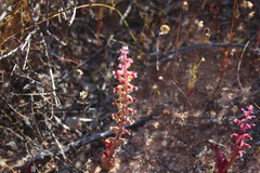 Lachenalia membranacea