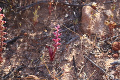Lachenalia membranacea