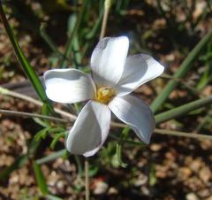 Oxalis suteroides latituba