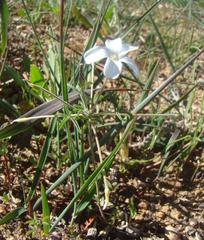 Oxalis suteroides latituba