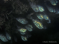 Unicorn Filefish photo 4