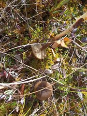 Omphaliaster borealis