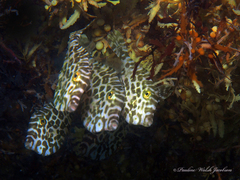 Unicorn Filefish photo 5
