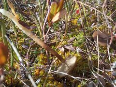 Omphaliaster borealis