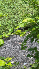 Erythrodiplax umbrata