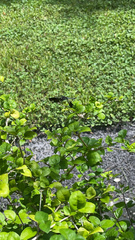 Erythrodiplax umbrata