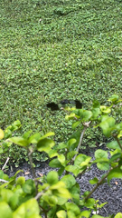 Erythrodiplax umbrata